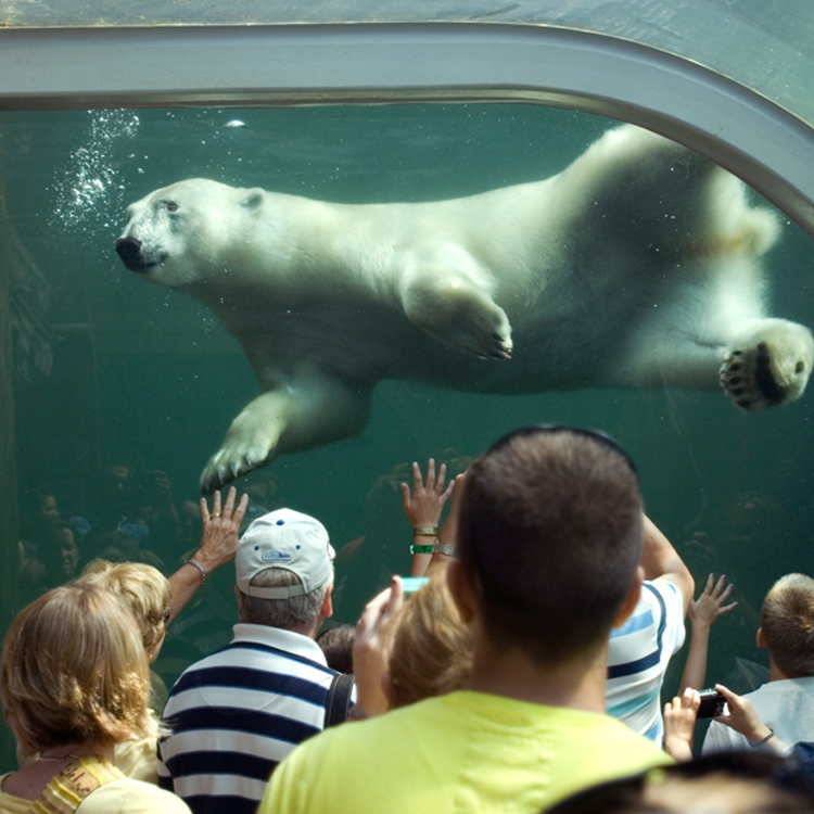 Polar bear at Columbus Zoo