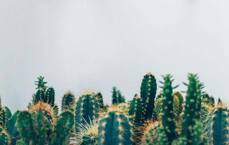 Thomas Verbruggen 5A06owu6wuc Unsplash