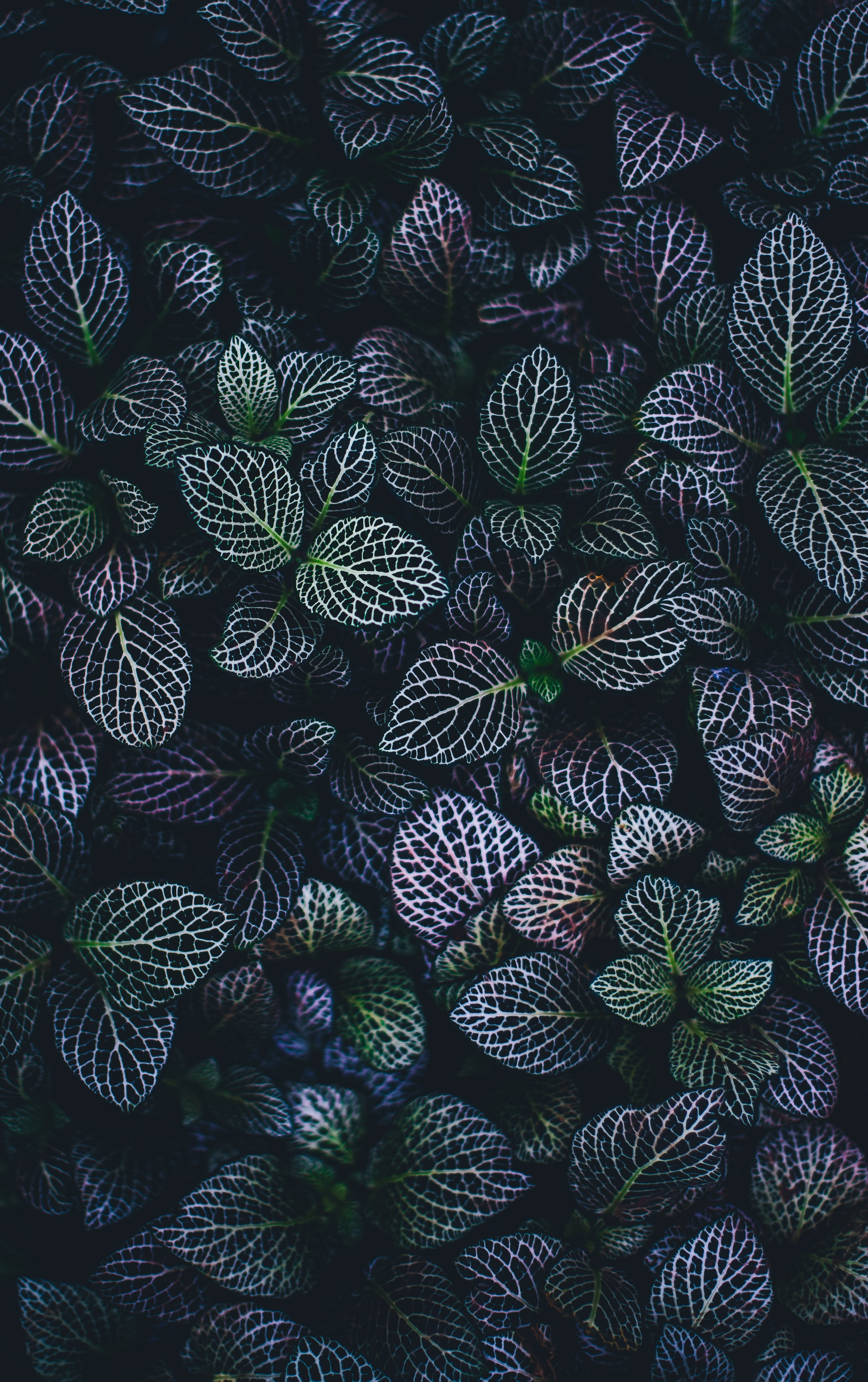 Annie Spratt Lrcopgrwkv0 Unsplash