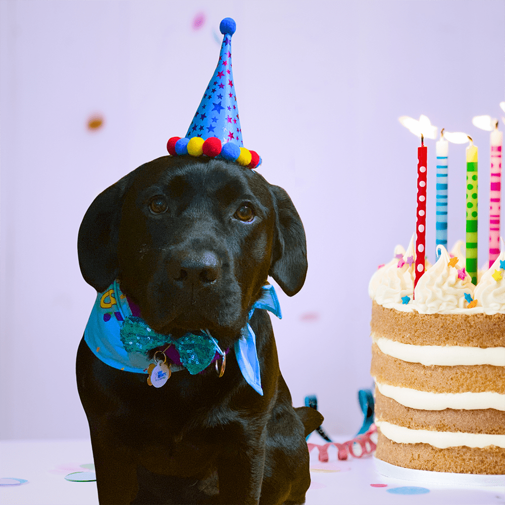 Archerbirthdayedit Min