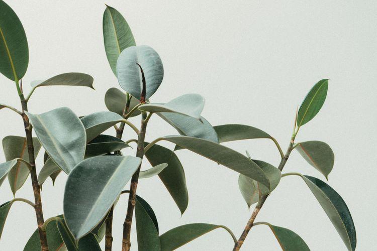 Scott Webb Orwrltgbrpo Unsplash