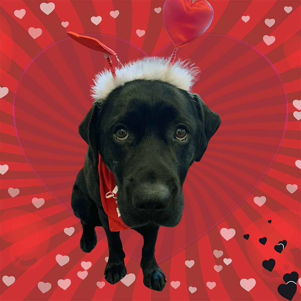 Archervalentineedit Min